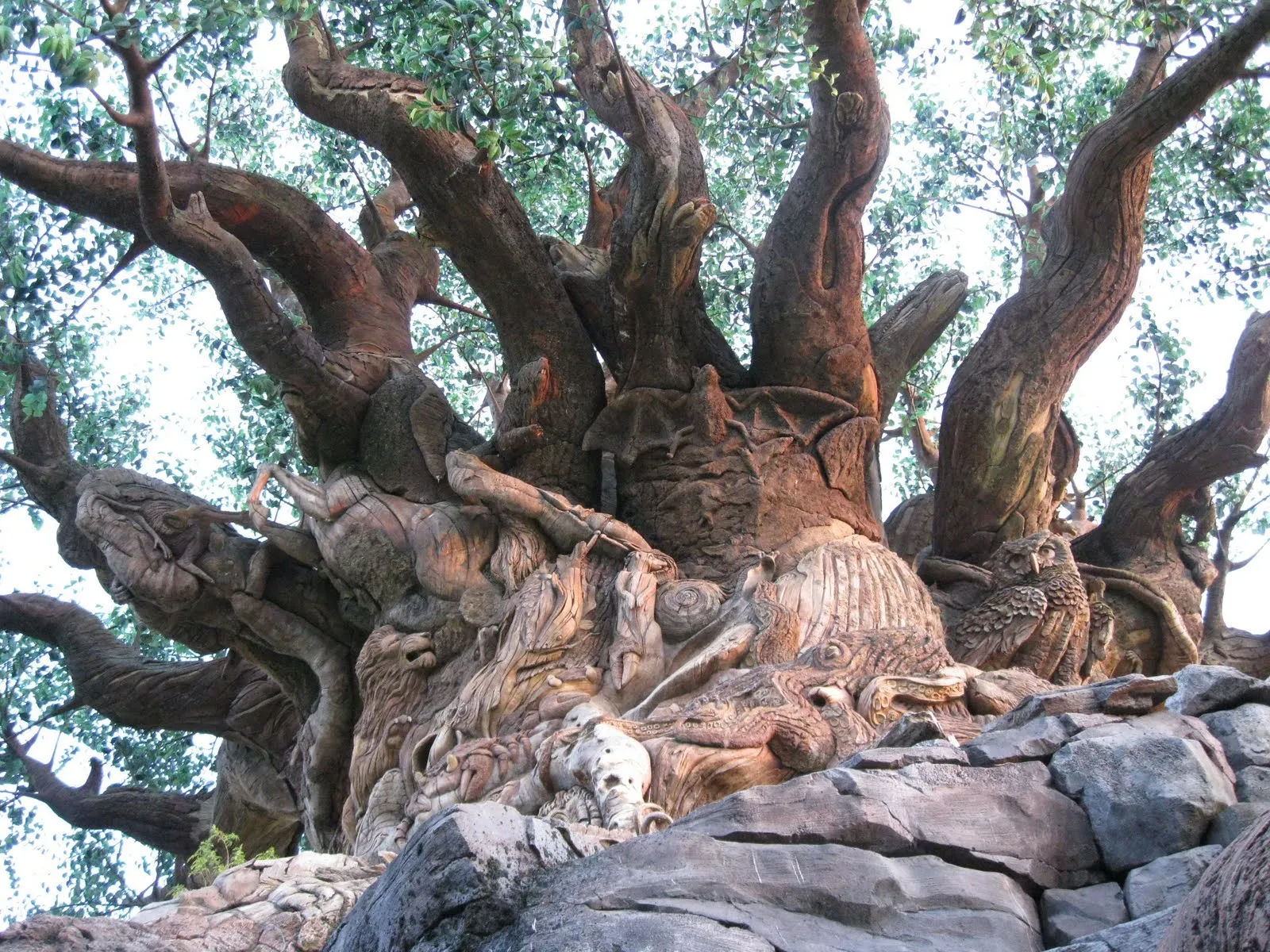 Best Rides at Animal Kingdom — Ranked