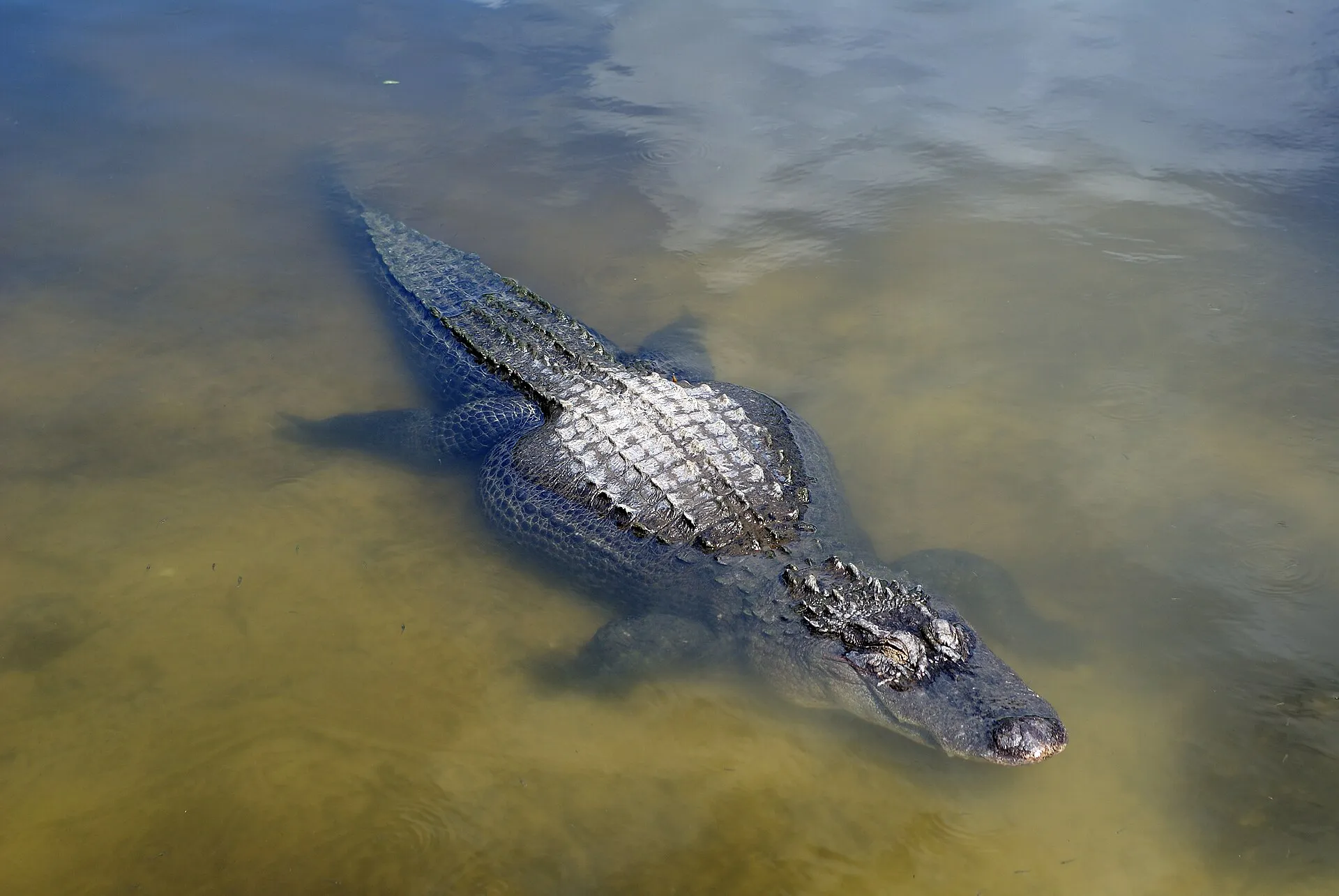 Is Gatorland Worth Visiting?