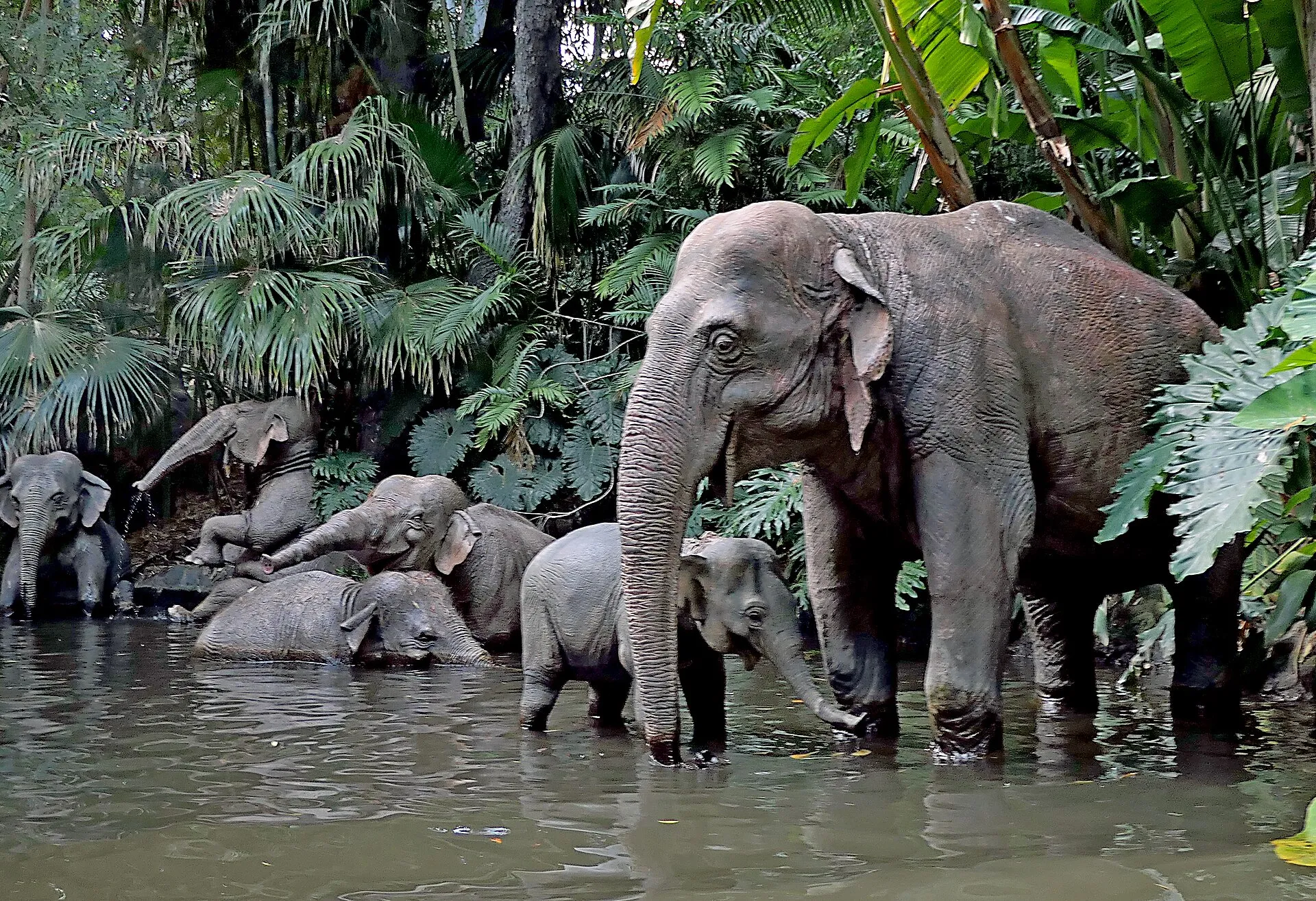 Jungle Cruise